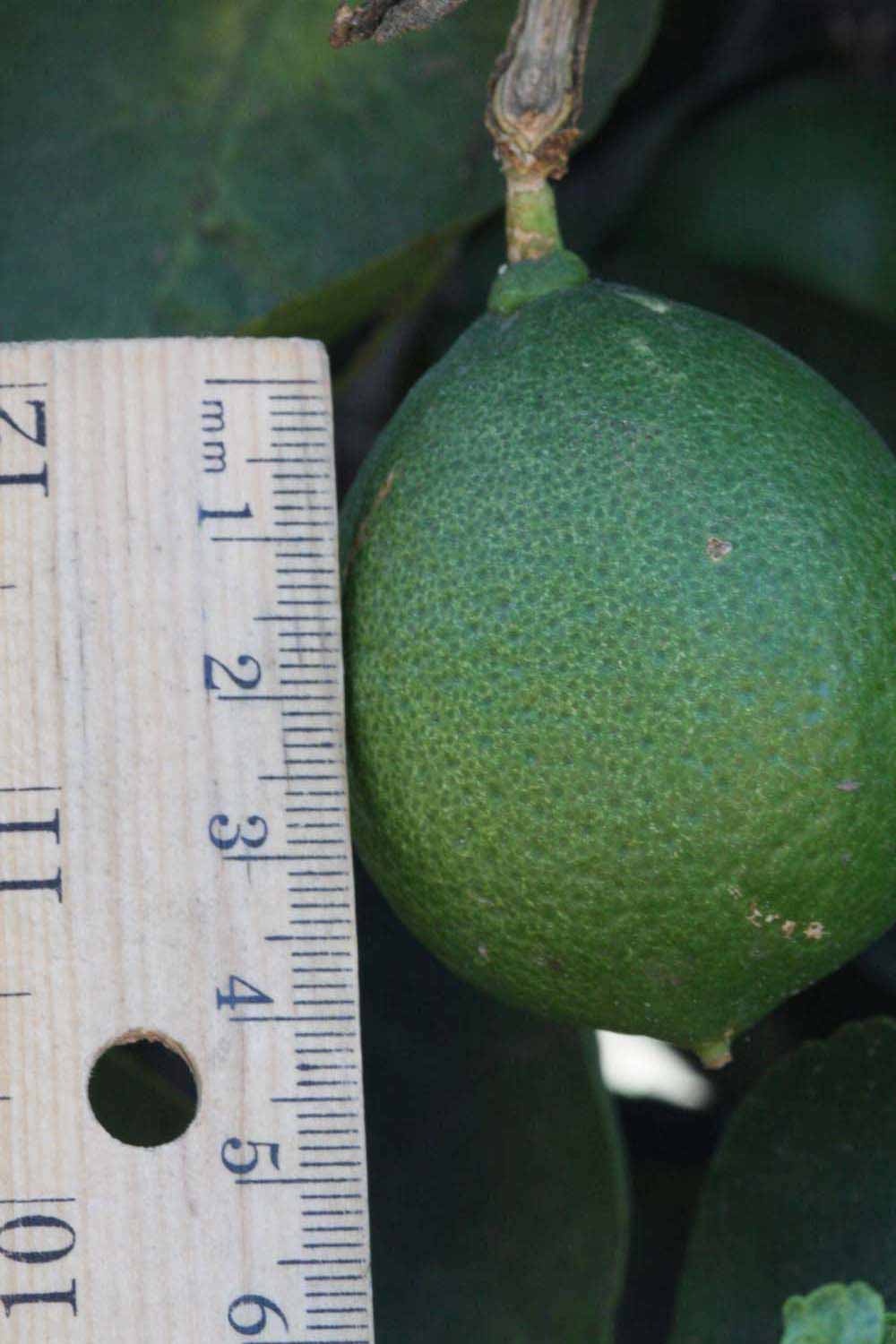            Fruit (Riverside, CA)   